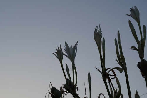 Sea Daffodil