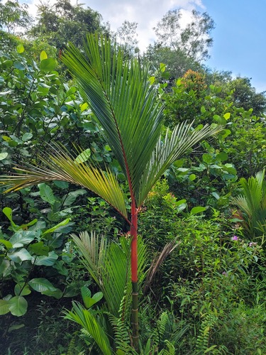 Cyrtostachys renda
