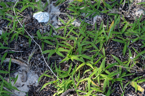 Thuarea involuta observed 2026-08-28