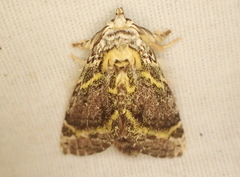 Farigia benepicta