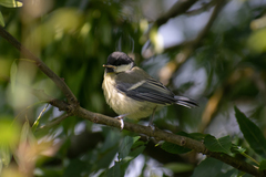 Parus major major