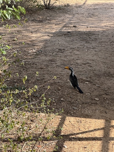 Eastern Yellow-billed Hornbill