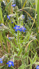 Anchusa azurea