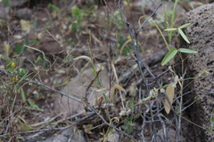 Desmodium procumbens exiguum