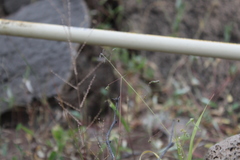 Desmodium procumbens exiguum
