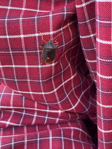 Forest Bug
