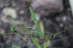 Desmodium procumbens exiguum
