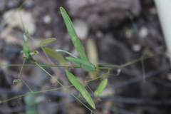 Desmodium procumbens exiguum