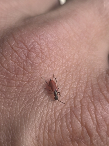 Red Malachite Beetle