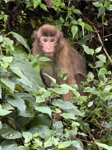 Assam Macaque