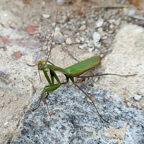 European Mantis