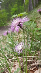 Psephellus declinatus