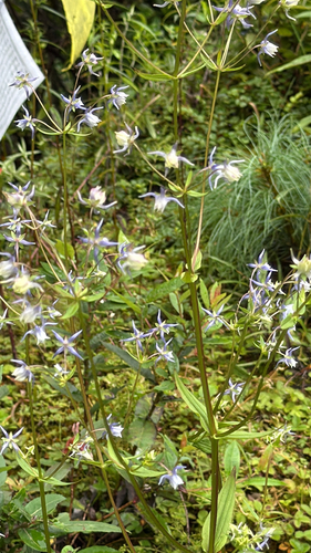 spurred gentian