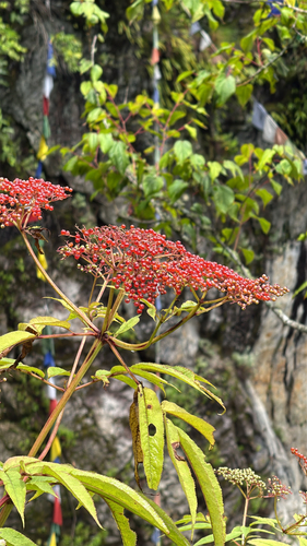 East Himalayan Elder
