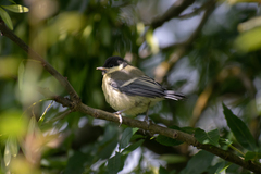Parus major major