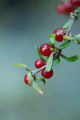 Coprosma cuneata observed 2026-07-11