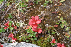 Exobasidium splendidum