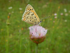 Lycaena bleusei