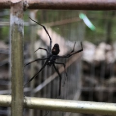 Latrodectus variolus