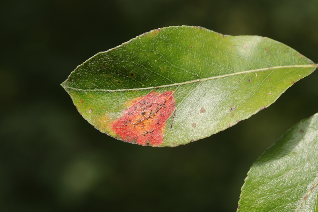 Tuberculina maxima