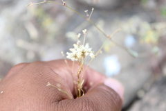 Cuscuta tuberculata