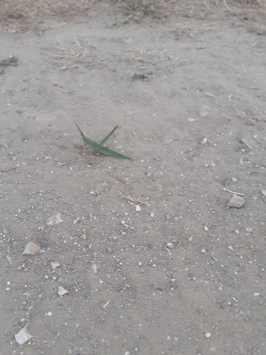 Mediterranean Slant-faced Grasshopper