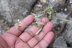 Cuscuta tuberculata