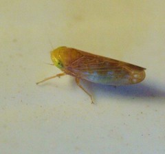 Athysanini