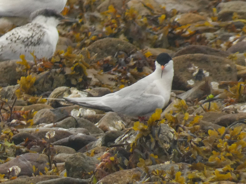 iNaturalist image