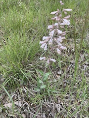 Penstemon pallidus