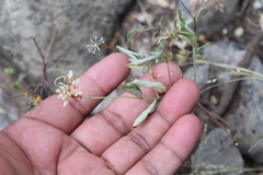 Cuscuta tuberculata