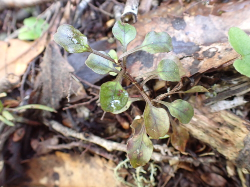 Coprosma spathulata, photograph 4