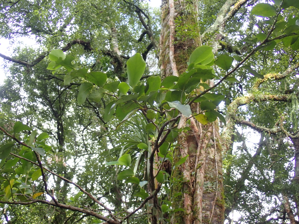 Griselinia lucida; photograph (c) M Rutherford, some rights reserved (CC BY)