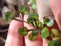 Coprosma spathulata, photograph (c) M Rutherford, some rights reserved (CC BY)