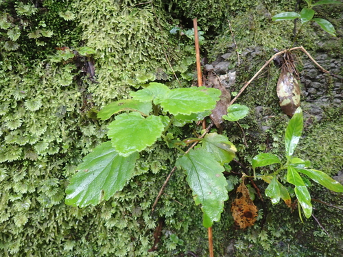Jovellana sinclairii, photograph 3