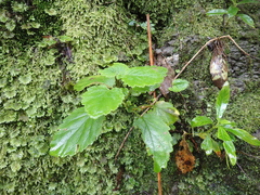 Jovellana sinclairii, photograph (c) M Rutherford, some rights reserved (CC BY)