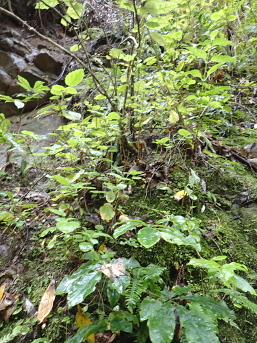 Jovellana sinclairii, photograph 2