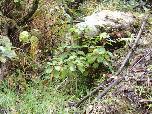 Jovellana sinclairii