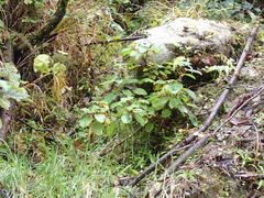 Jovellana sinclairii