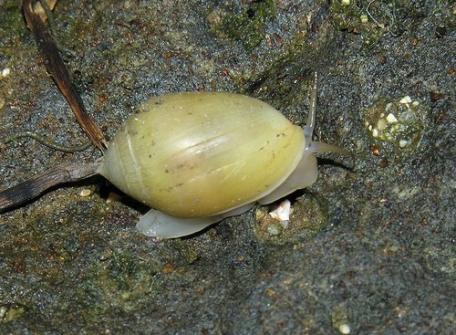Melampus luteus observed 2011-02-13