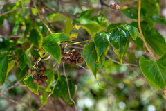 Colubrina asiatica