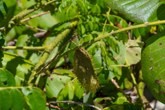Guilandina bonduc