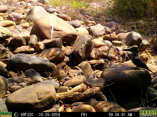 iNaturalist image