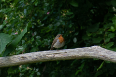 Erithacus rubecula rubecula