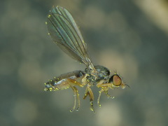 Anthomyza collini