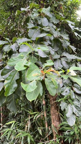 Terminalia bellirica observed 2026-08-28