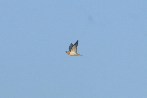 Pin-tailed Sandgrouse