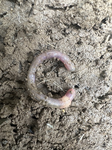 Pontoscolex corethrurus observed 2026-08-26
