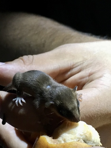 Mexican Mouse Opossum