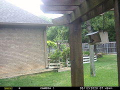 Baeolophus bicolor × atricristatus